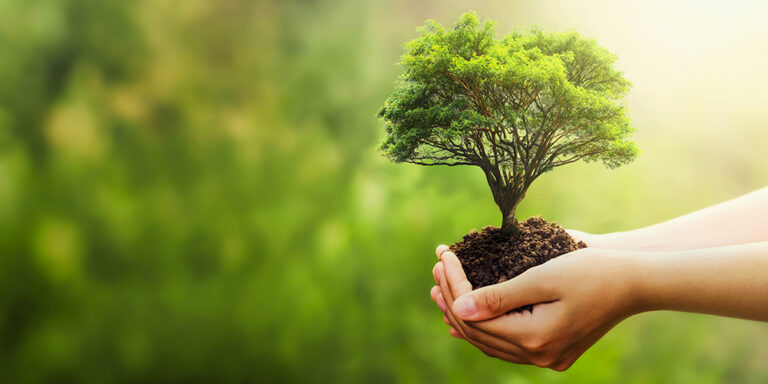 Cura e rispetto del patrimonio arboricolo e vegetale del cortile scolastico.